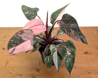 Philodendron Pink Princess Marble Galaxy  - 4 inch and 6 inch Pots - Highly Variegated Pink Plant