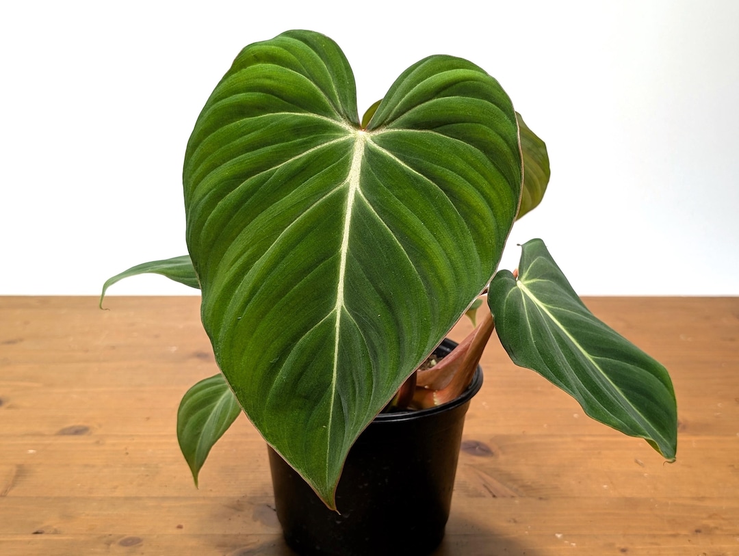 Philodendron Gloriosum Live Exotic Tropical in 4 Inch, 6 Inch, and