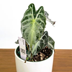 Alocasia Venom - 4 inch & 6 inch pots