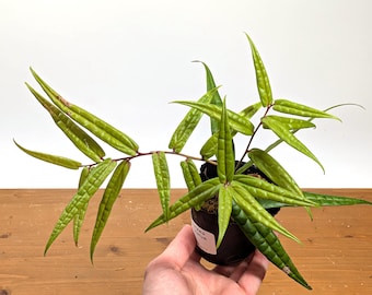 Ceratostema Pedunculatum Pot Size: 3-4" - Grower's Choice