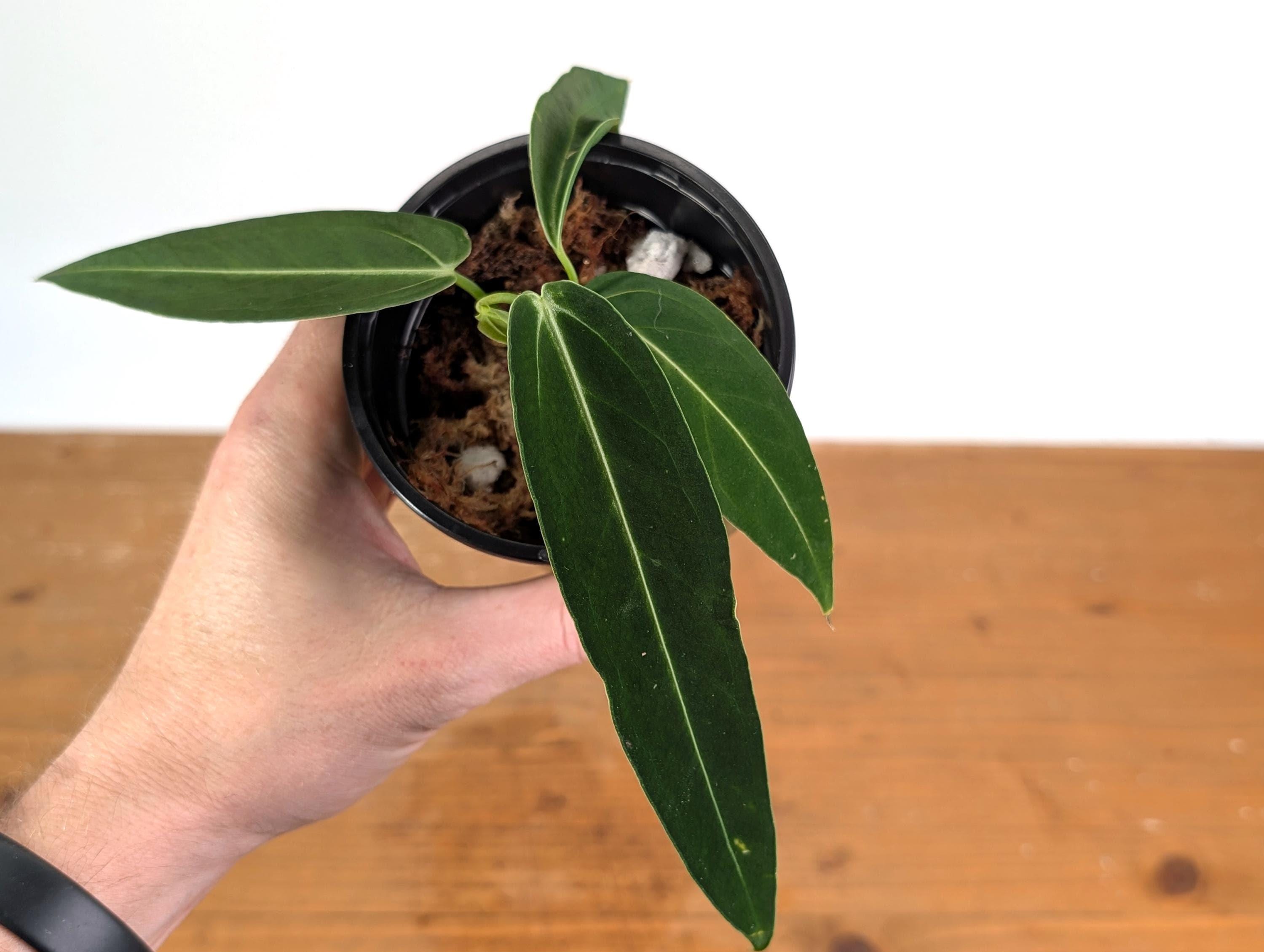Anthurium Warocqueanum Queen Plant in 4 Inch Pot - Etsy