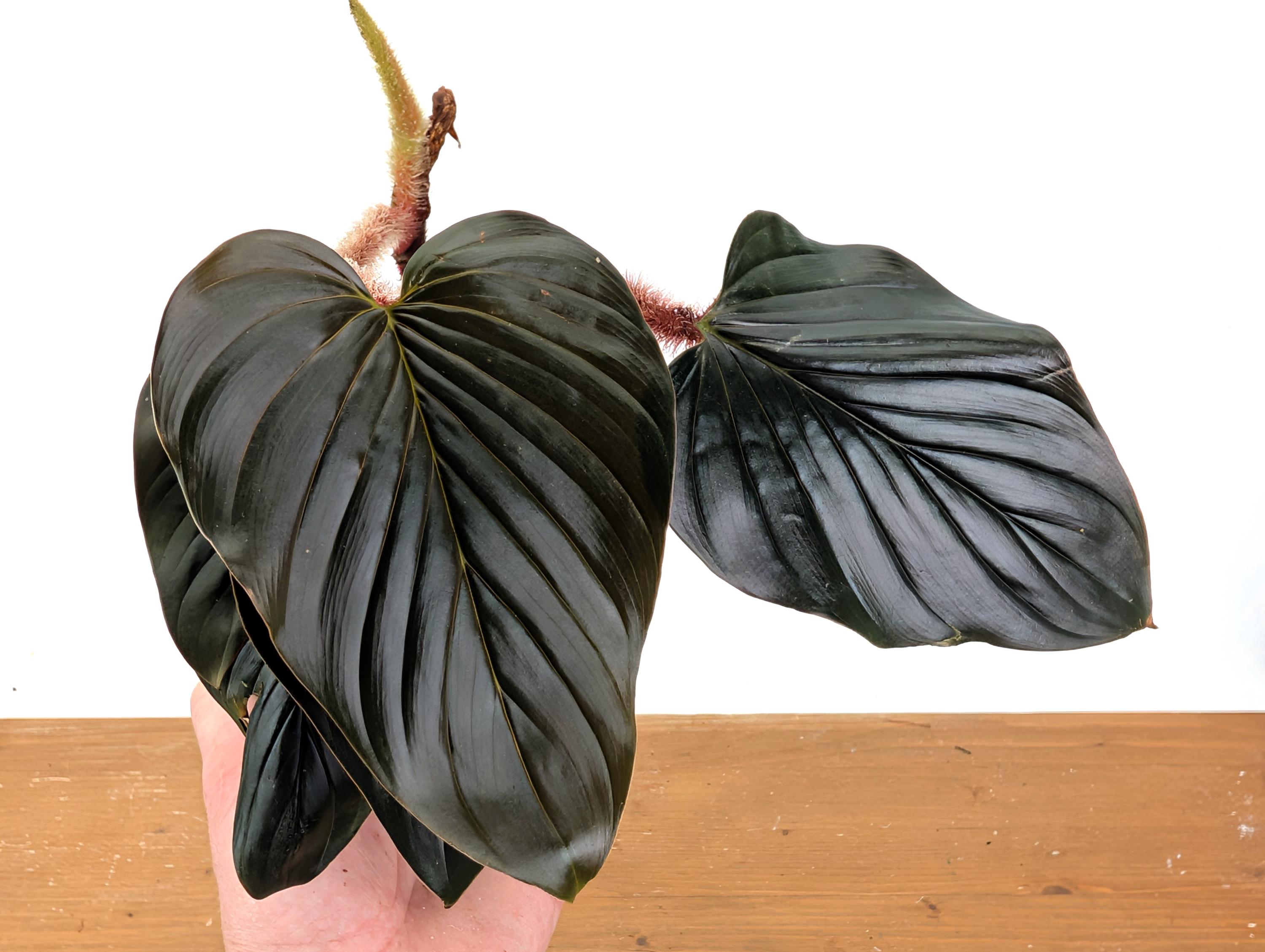 Philodendron Squamicaule Pink - Grower's Choice - Etsy