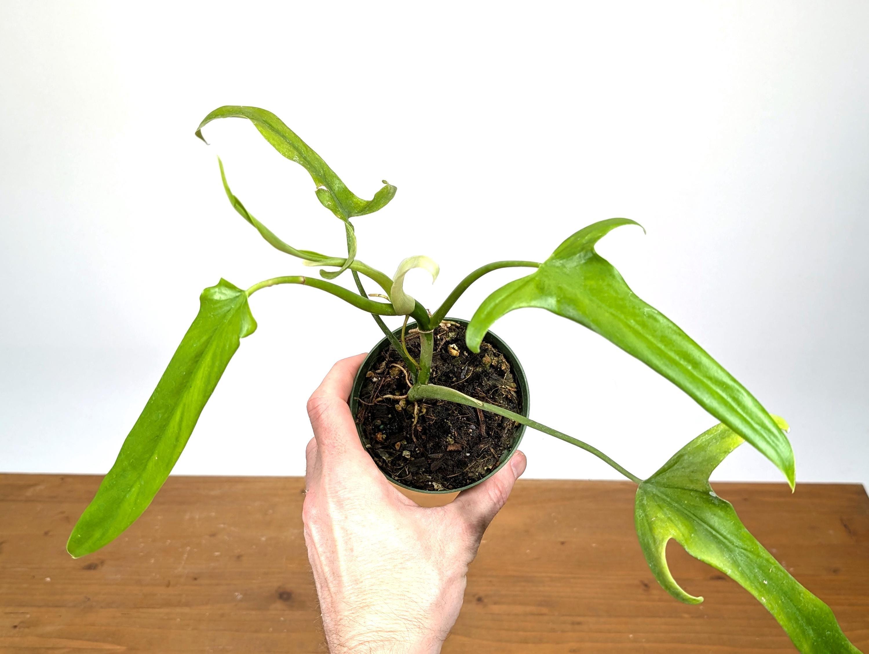 philodendron schlafendes auge Philodendron rugosum  Ecuagenera Europe GmbH