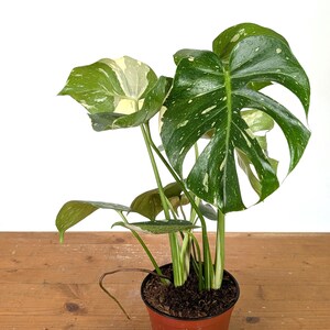 Monstera Thai Constellation - Plants 16-24" Tall with Split Leaves (for 6" Pot) Bild 8