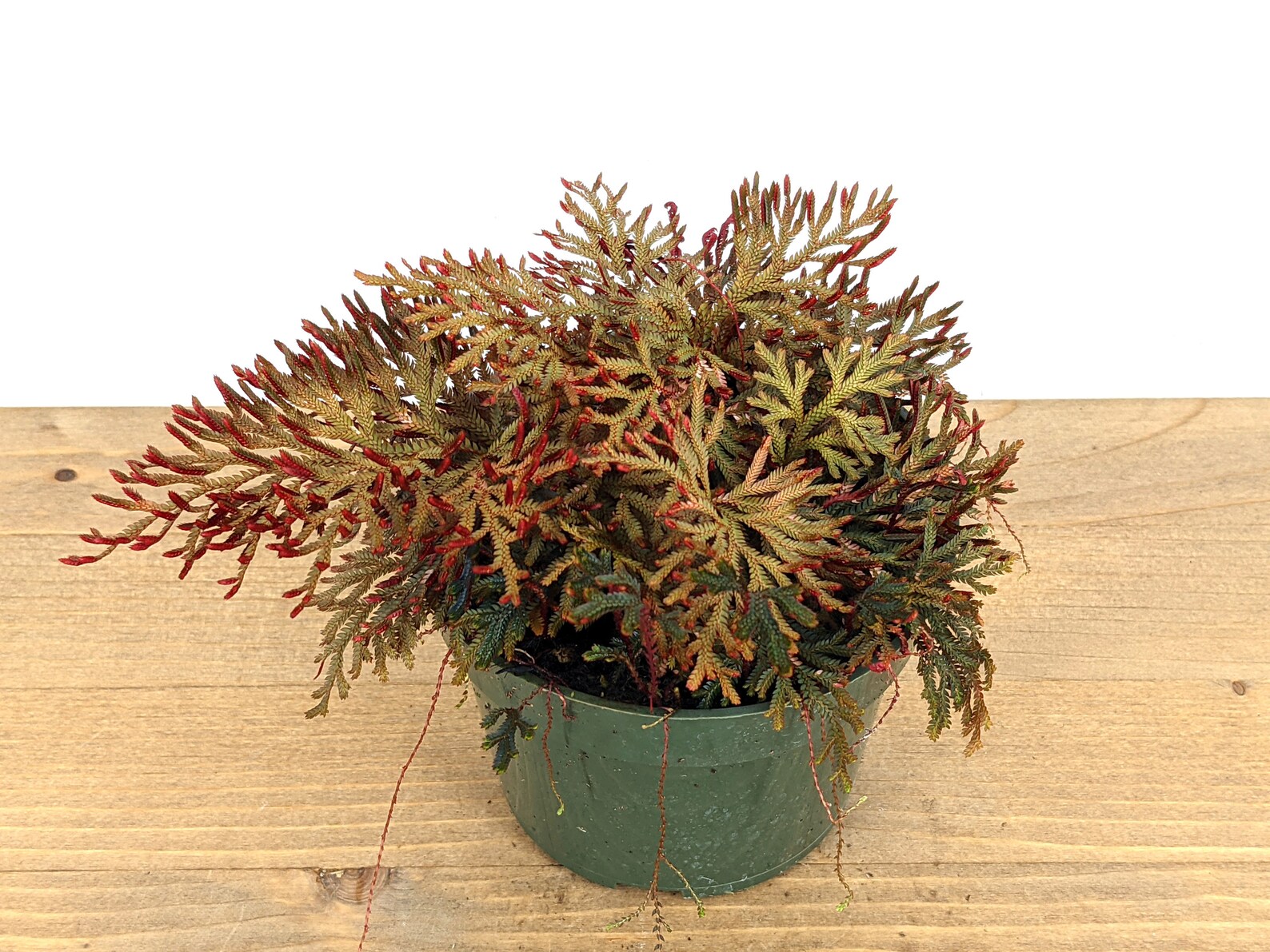 Selaginella Erythropus Ruby Red Club Moss 4 Inch Etsy