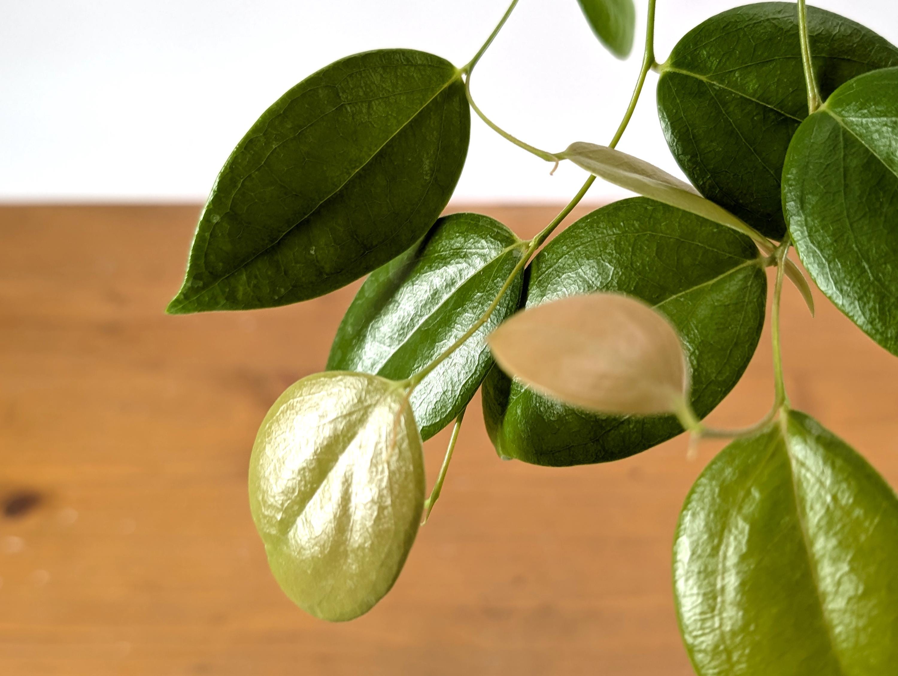 その他観葉植物 Ceratostema loucianae Ceratostema Loucianae 'villosa' an Ecuadorian Pendulous Epiphytic