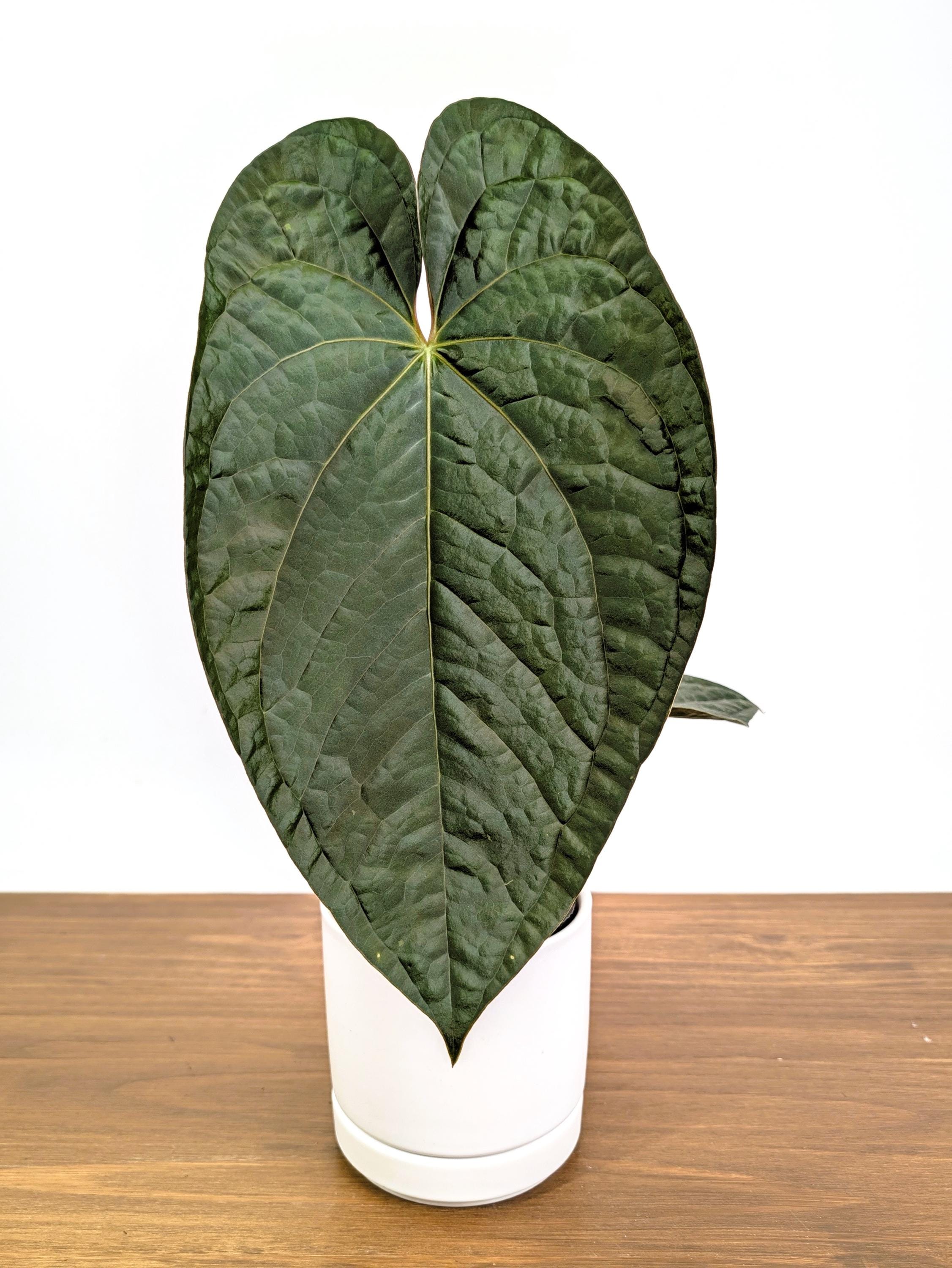Anthurium Amazon Diamond -(besseae Aff X Luxurians) - 4 Inch Pots