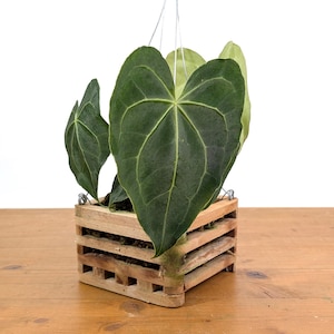 Anthurium Clarinervium 6 inch Wood Crate Basket Hanging Tropical l Indoor House Plant Leaves with Cardboard Like Texture