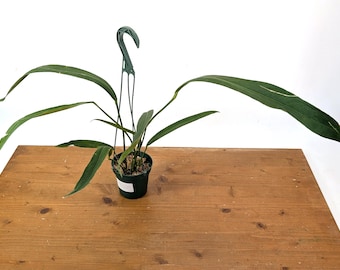 Anthurium Pallidiflorum Guazhalan