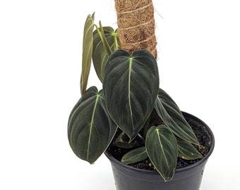 Philodendron Melanochrysum 'Black Gold' Live Houseplant