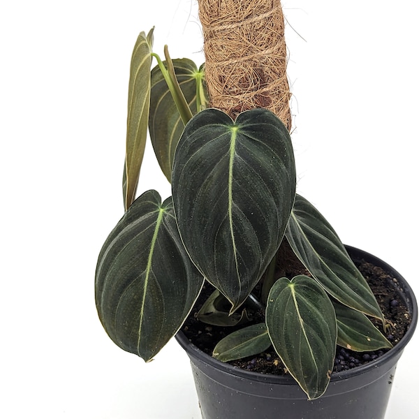 Philodendron Melanochrysum 'Black Gold' Live Houseplant