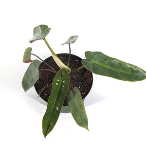 Philodendron Atabapoense Live Tropical Plant Similar to Spiritus Sancti with Red Back Leaves - FREE Shipping Eligible