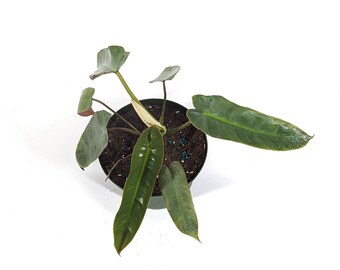 Philodendron Atabapoense Live Tropical Plant Similar to Spiritus Sancti with Red Back Leaves - FREE Shipping Eligible