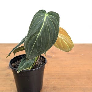 Philodendron Melanochrysum - Black Gold Live Houseplant - Easy Care Plant- Multiple Sizes image 5