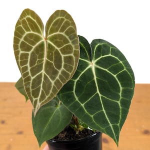 Rare Anthurium Clarinervium Houseplant in 4-inch Pot - Exotic Aroid with Unique Cardboard Texture