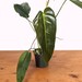 see more listings in the Philodendron section