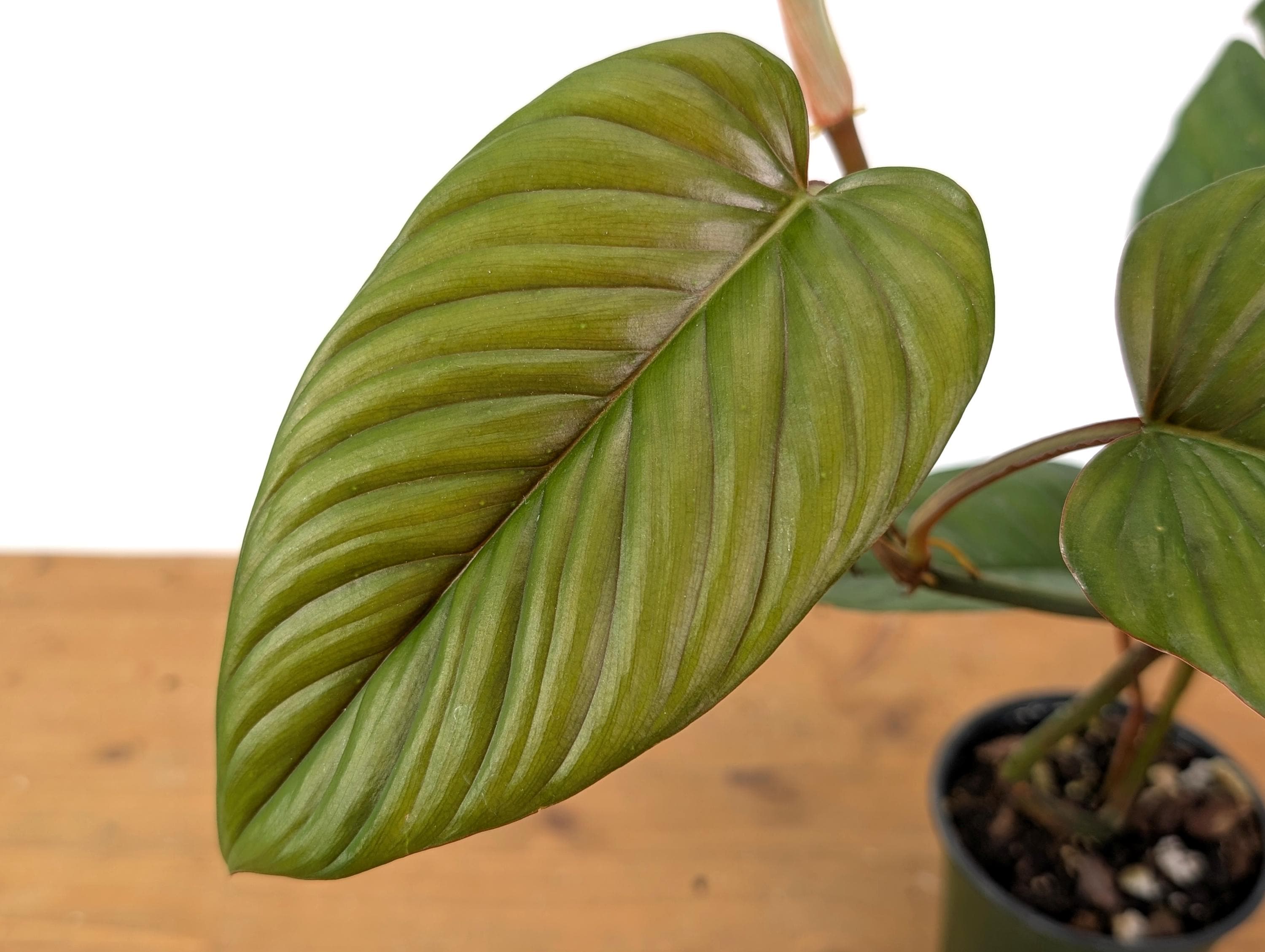 vinca major plant Big Leaf Variegated Periwinkle, Vinca major variegata main image 1