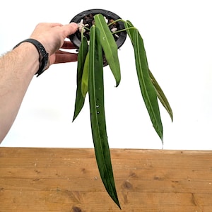agave deutschland Amerikanische Agave - Agave americana main image 1