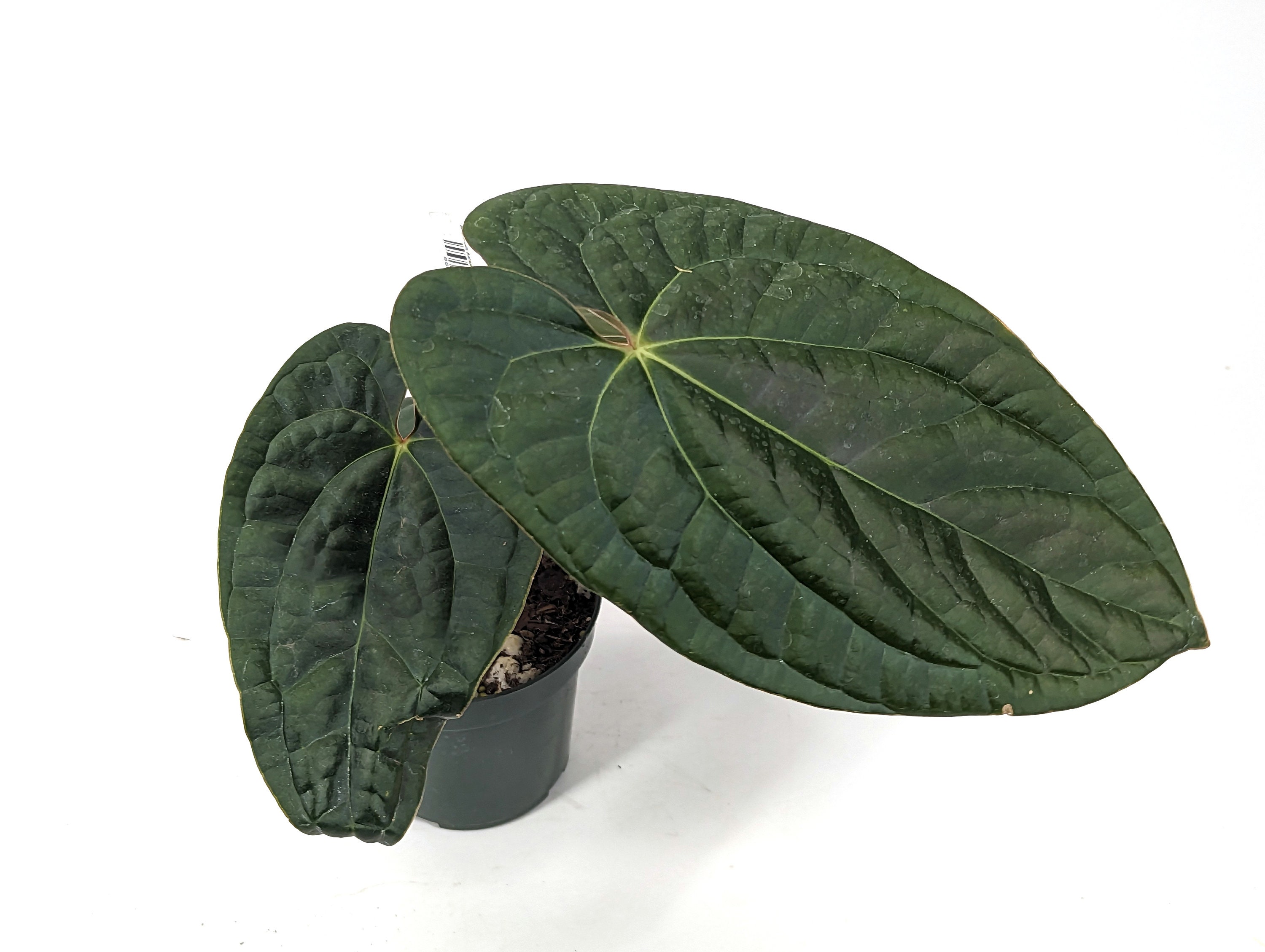 Anthurium besseae no.3 夏用梱包 Anthurium besseae no.3 夏用梱包