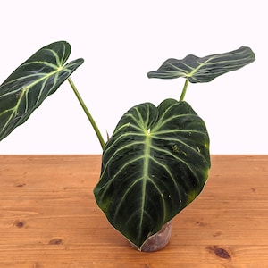 Philodendron luxurians Rare Aroid 4 Inch Pot image 7