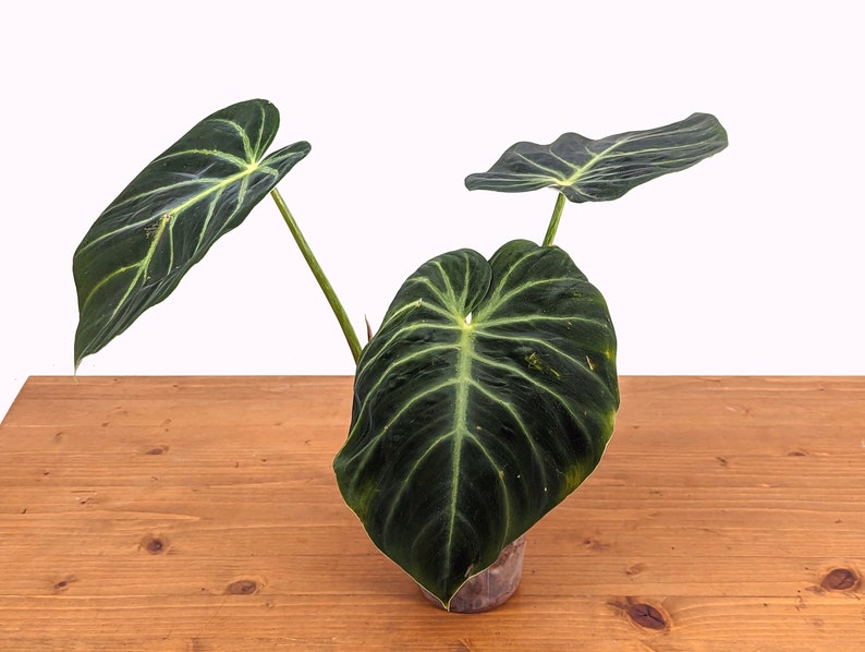 Philodendron luxurians Rare Aroid 4 Inch Pot image 7