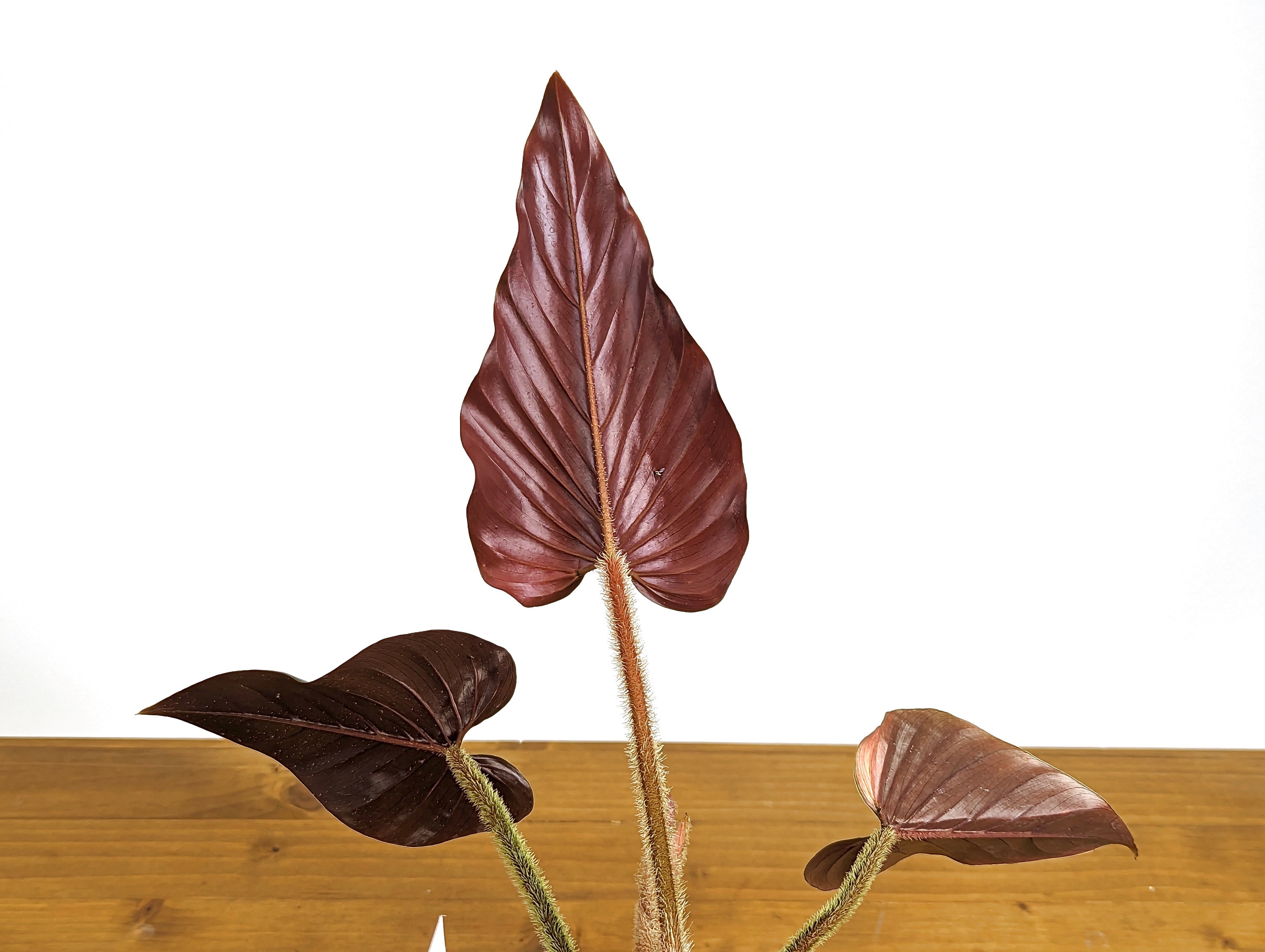 大　Philodendron squamicaule blood Philodendron Squamicaule Pink (AKA Squamicaule Blood) - Etsy