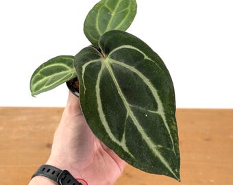 Anthurium Carlablackiae Plant, 4" Pot