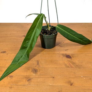Anthurium Pallidiflorum - Strap Leaf Live Tropical Aroid Plant image 4