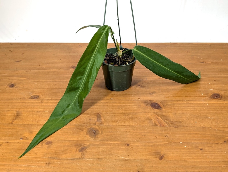 Anthurium Pallidiflorum - Strap Leaf Live Tropical Aroid Plant image 4