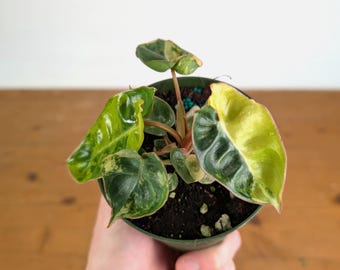 Philodendron Billietiae Variegated - 4 inch and 6 inch pots