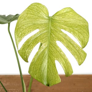 Monstera Mint - Etsy