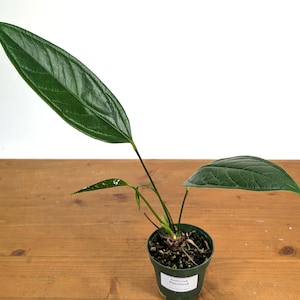 Anthurium Maculosum - Beautiful Sturdy Dark Green Foliage