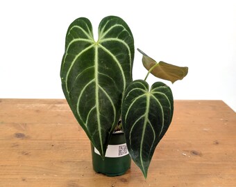 Anthurium Regale - Live Tropical Aroid Houseplant - Multiple Sizes