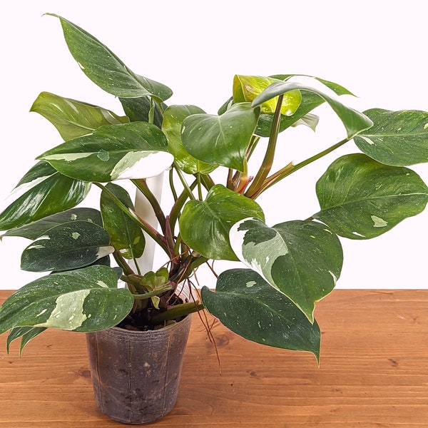 Philodendron White Princess  - FREE Shipping Eligible