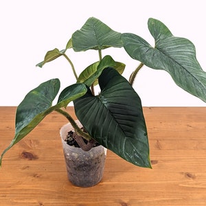 Philodendron Squamicaule 4 inch pot approx 12 tall image 1