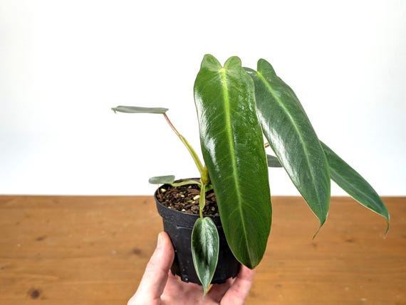 Philodendron Spiritus Sancti - 4 Inch and 6 Inch Pots - Etsy