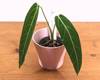 Anthurium Warocqueanum Queen Plant in 4 inch pot with 2 leaves