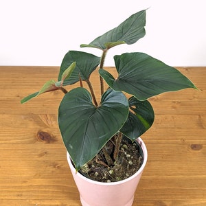 Philodendron Squamicaule live plant with Hairy Petioles 4 inch pot image 1