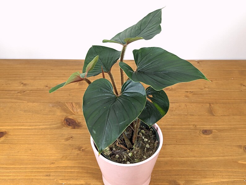 Philodendron Squamicaule live plant with Hairy Petioles 4 inch pot image 1