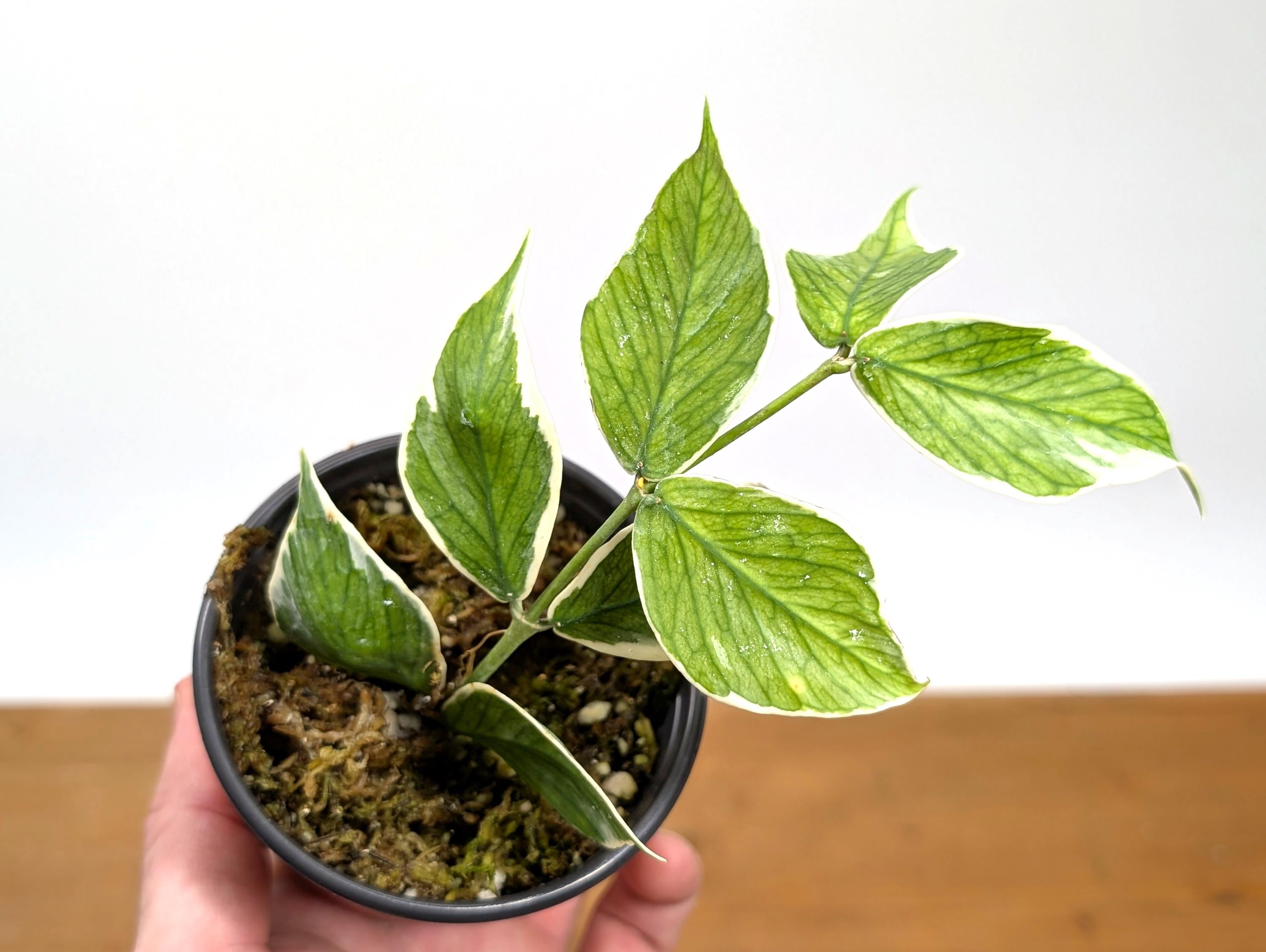 Hoya Polyneura Outer Variegated Fish Tail Plant - Etsy