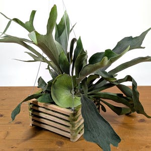 Staghorn Fern in 8 Inch Wood Crate Basket - Platycerium bifurcatum