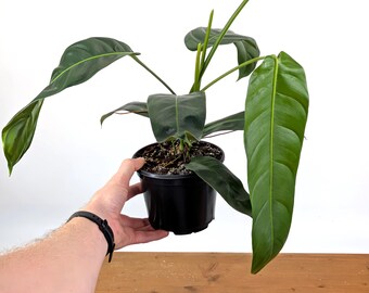 Philodendron Patriciae Rare Plant 4 Inch Pots - Etsy