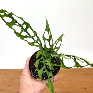 Best Quality Monstera Obliqua Peru in 4 inch pot - Live Rare Tropical Rain Forest Aroid Collector Specimen