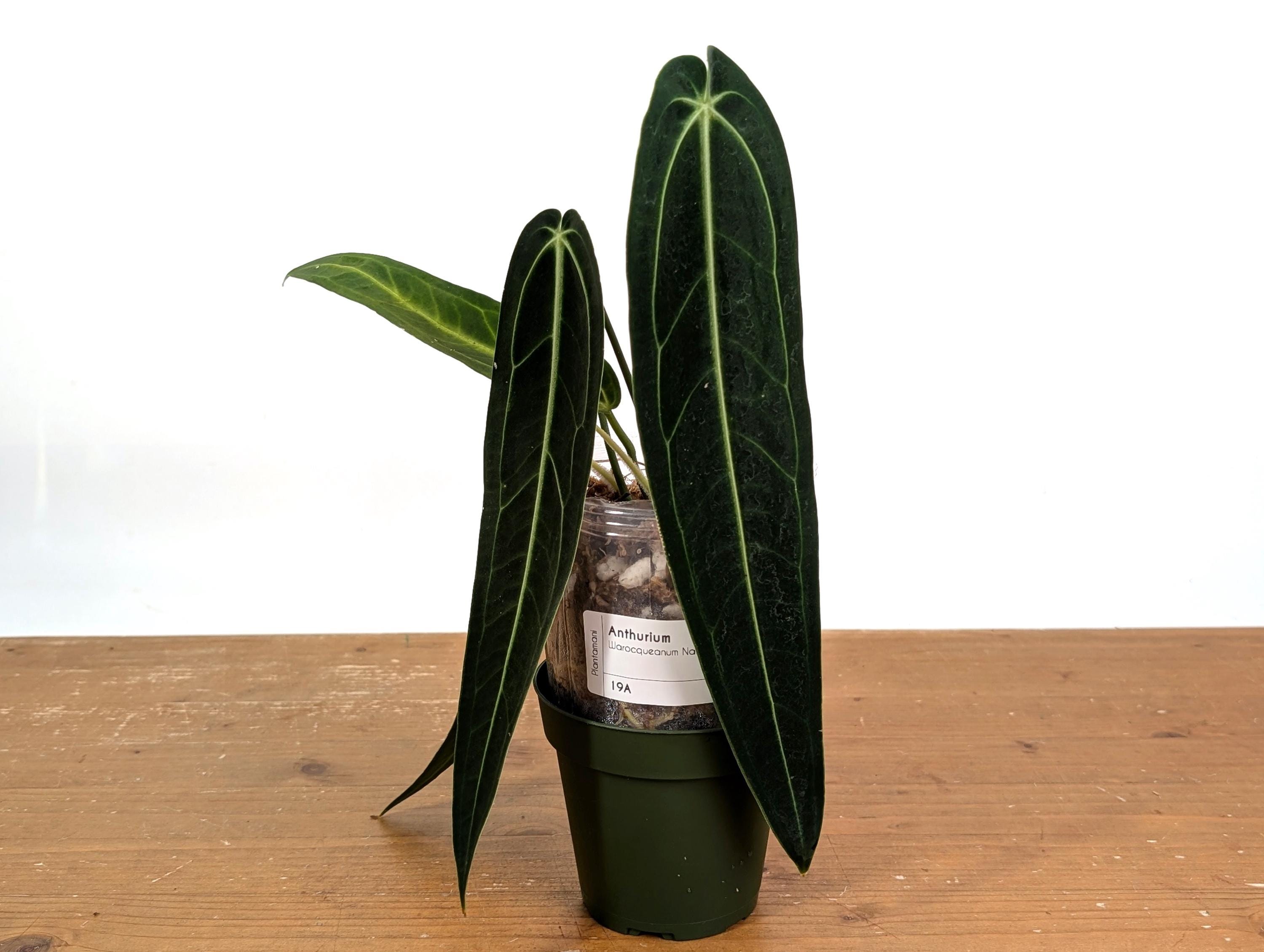 wirkstoff aloe vera Feuchtigkeitsspendende Tuchmaske main image 0