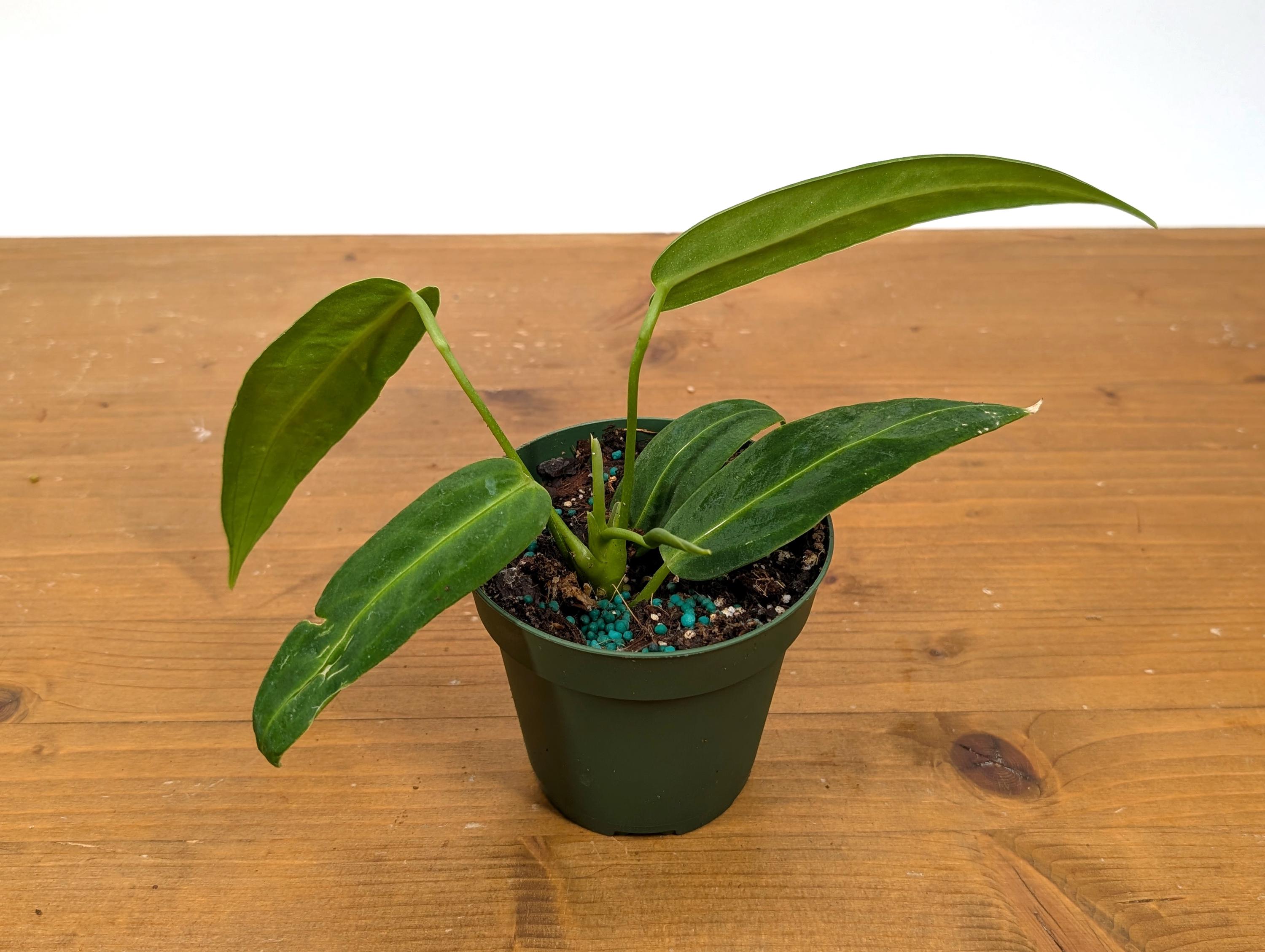Anthurium Warocqueanum Dark Form - Etsy Anthurium Warocqueanum Dark Form - Etsy