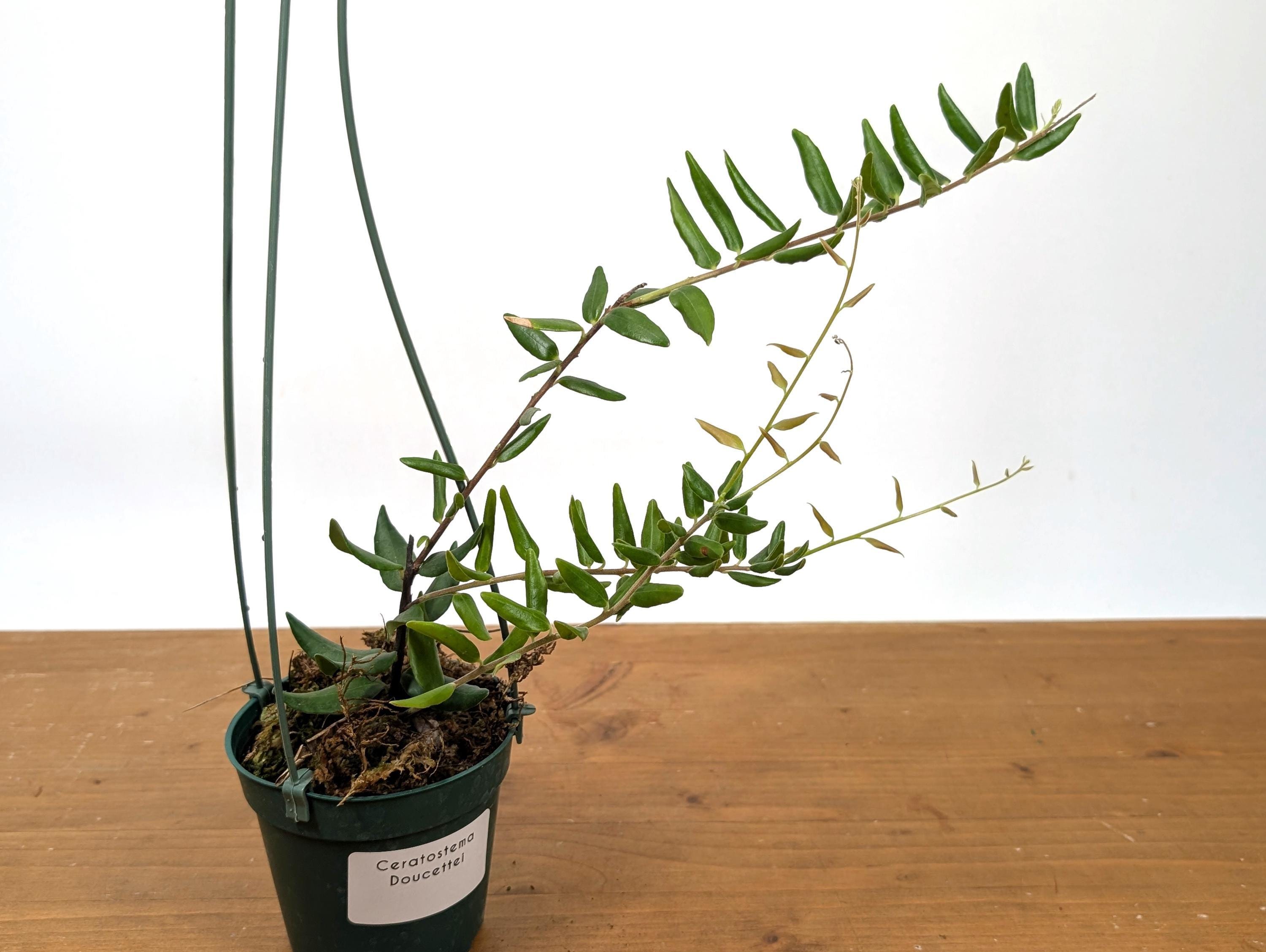 Ceratostema Doucettei - Assorted 4 Inch Pots - Etsy