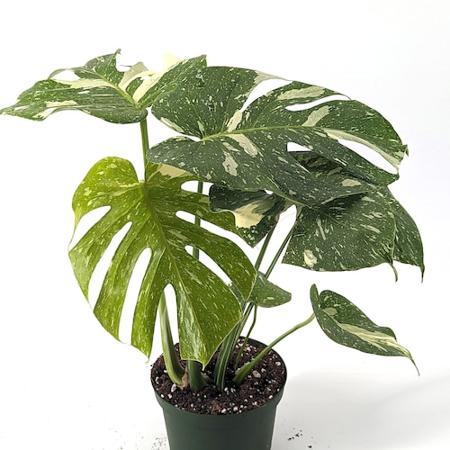 philodendron luxurians choco Philodendron El Choco Red
