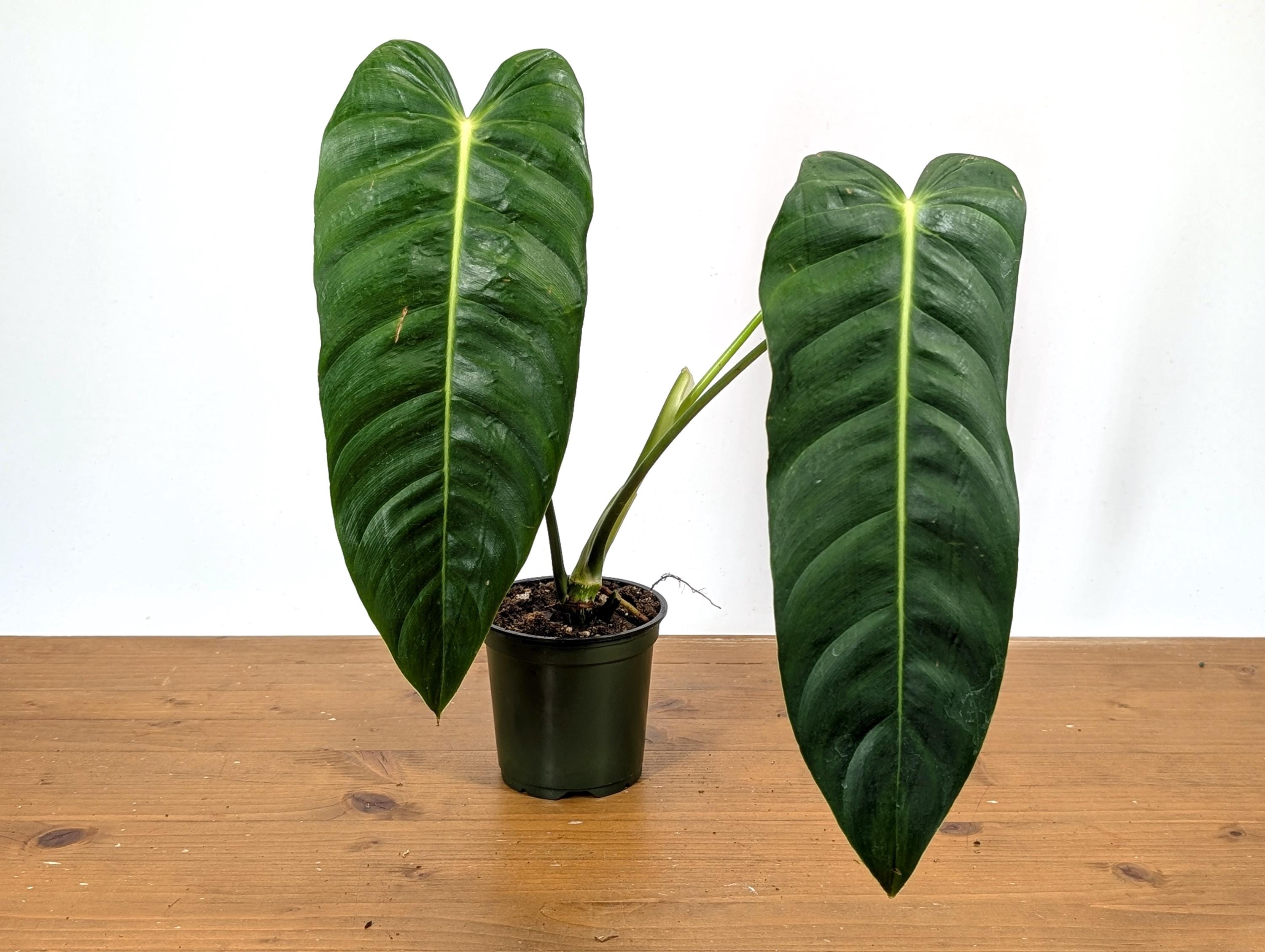 Philodendron esmeraldense narrow レア種 原種 Philodendron Esmeraldense Narrow | Beautiful Exotic Tropical