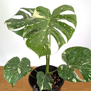 Monstera Thai Constellation - Plants 16-24" Tall with Split Leaves (for 6" Pot) Bild 2