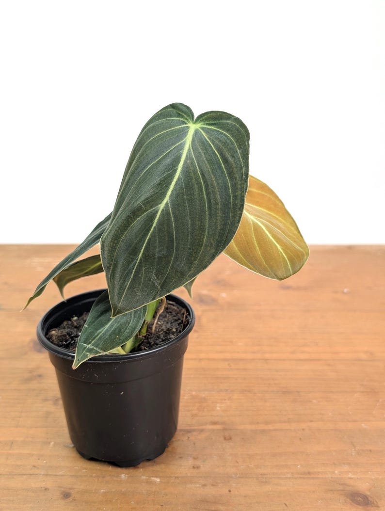 Philodendron Melanochrysum - Black Gold Live Houseplant image 5